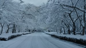 雪😵💧ヤバい‼️