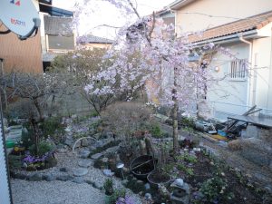 家の庭に咲く桜の花