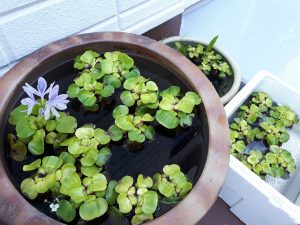 ホテイアオイに花が咲き