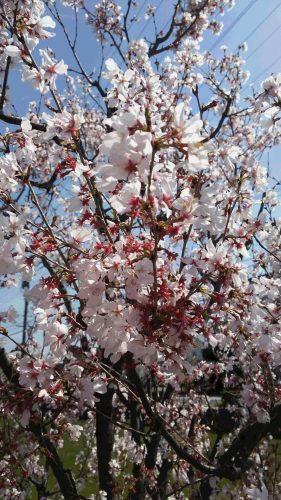 春ですねぇ(＾＾)🌸