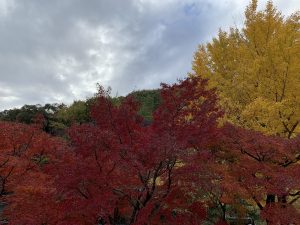 紅葉～冬景色